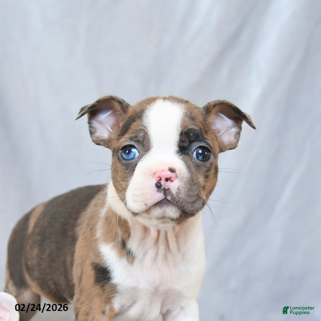 Boston Terrier dogs for sale: Fern - Ad 4