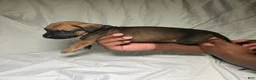 Presa Canario dogs for sale: Presa Canario 11 - Ad 2