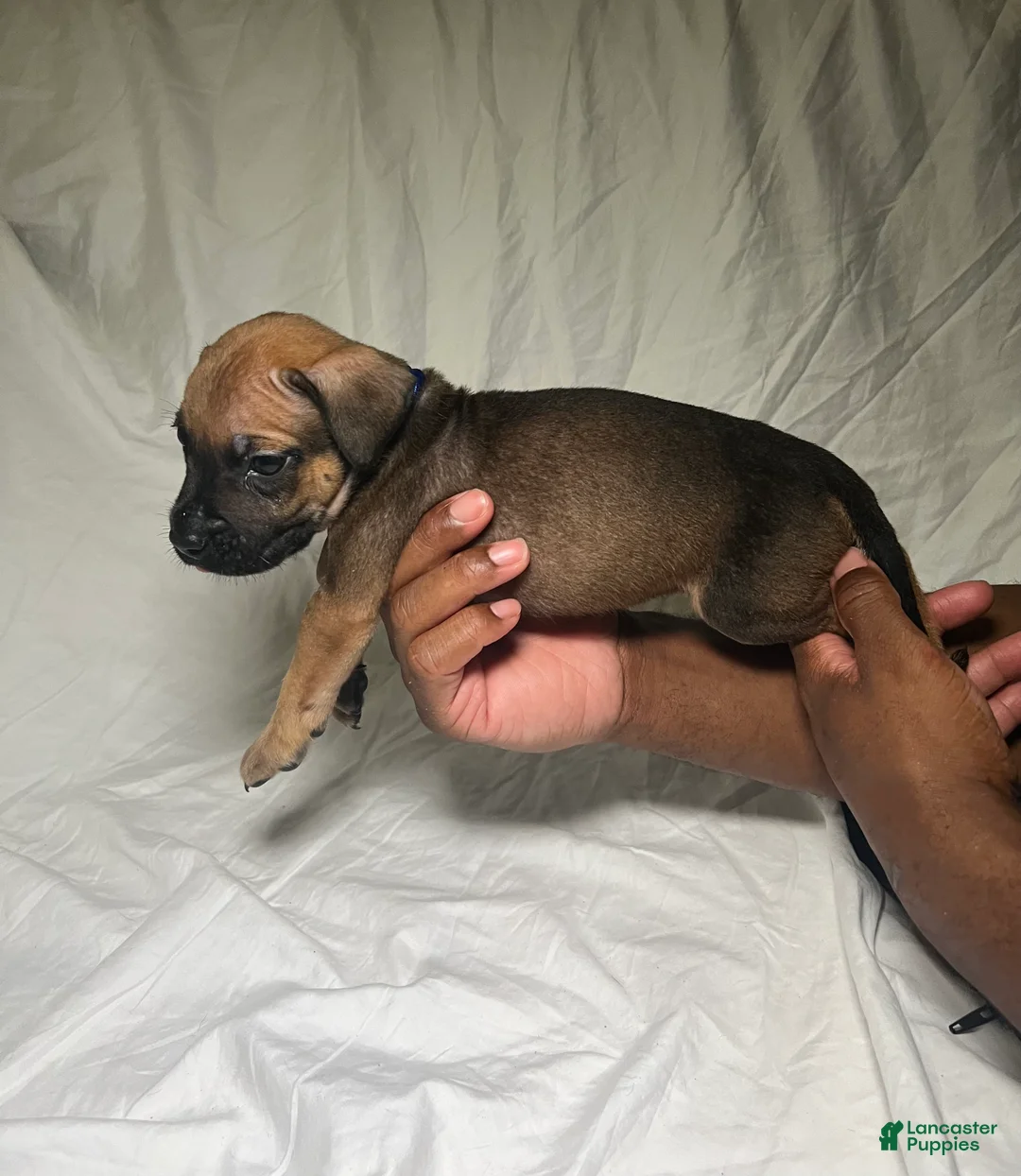 Presa Canario dogs for sale: Presa Canario 11 - Ad 2