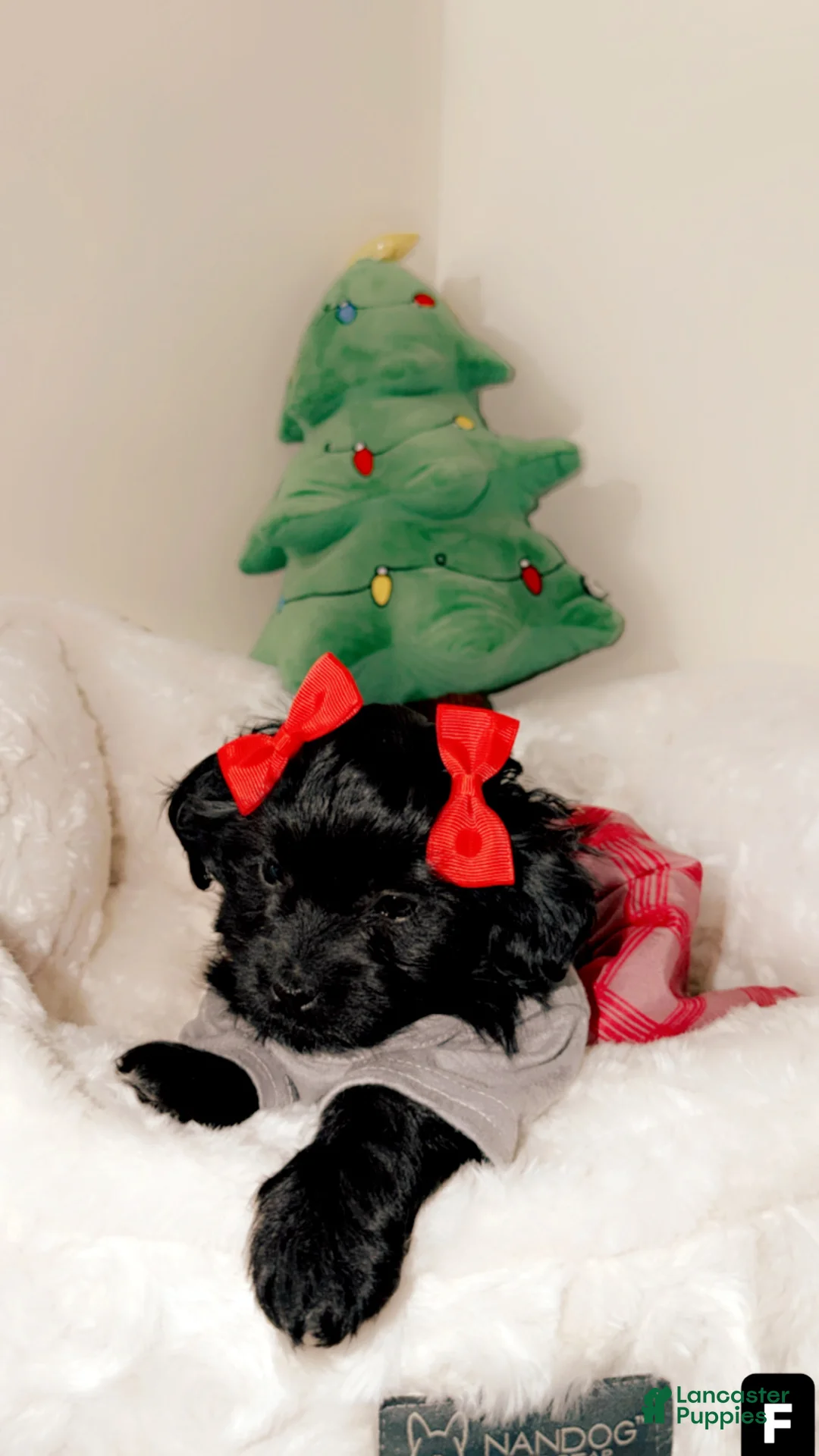 Shihpoo dogs for sale: Remi - Ad 4