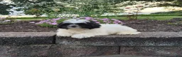 Shih Tzu dogs for sale: Theo - Ad 4