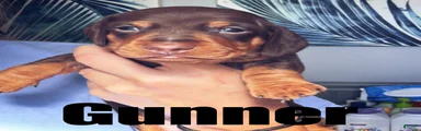 Miniature Dachshund 1