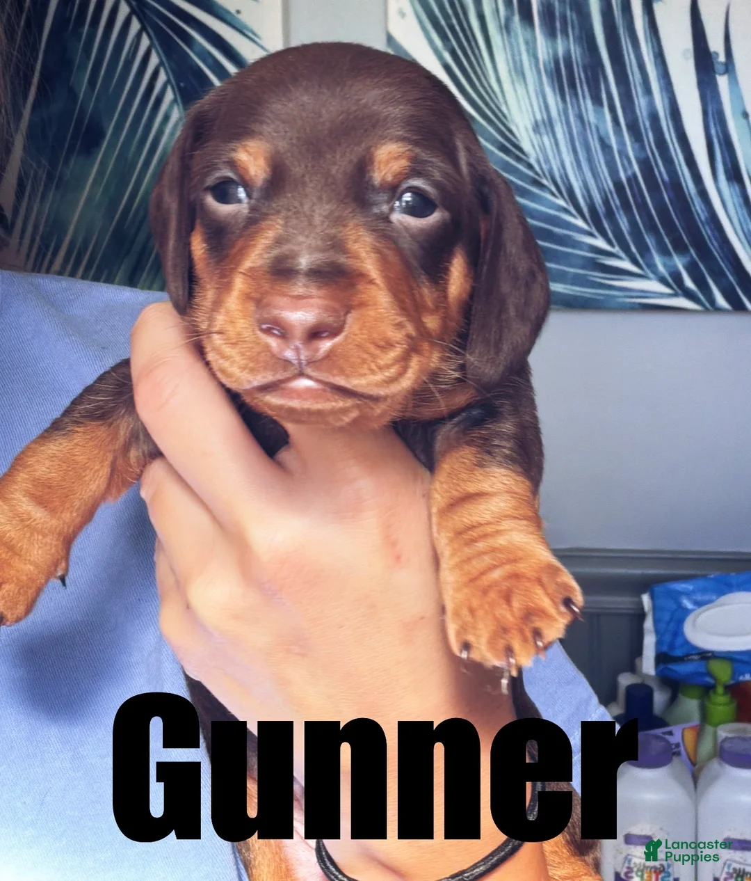 Miniature Dachshund dogs for sale: Miniature Dachshund 1 - Ad 1