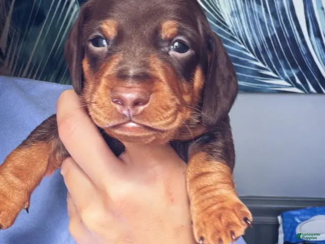 Miniature Dachshund dogs for sale: Miniature Dachshund 1 - Ad 1