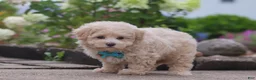 Maltipoo dogs for sale: Noah - Ad 3