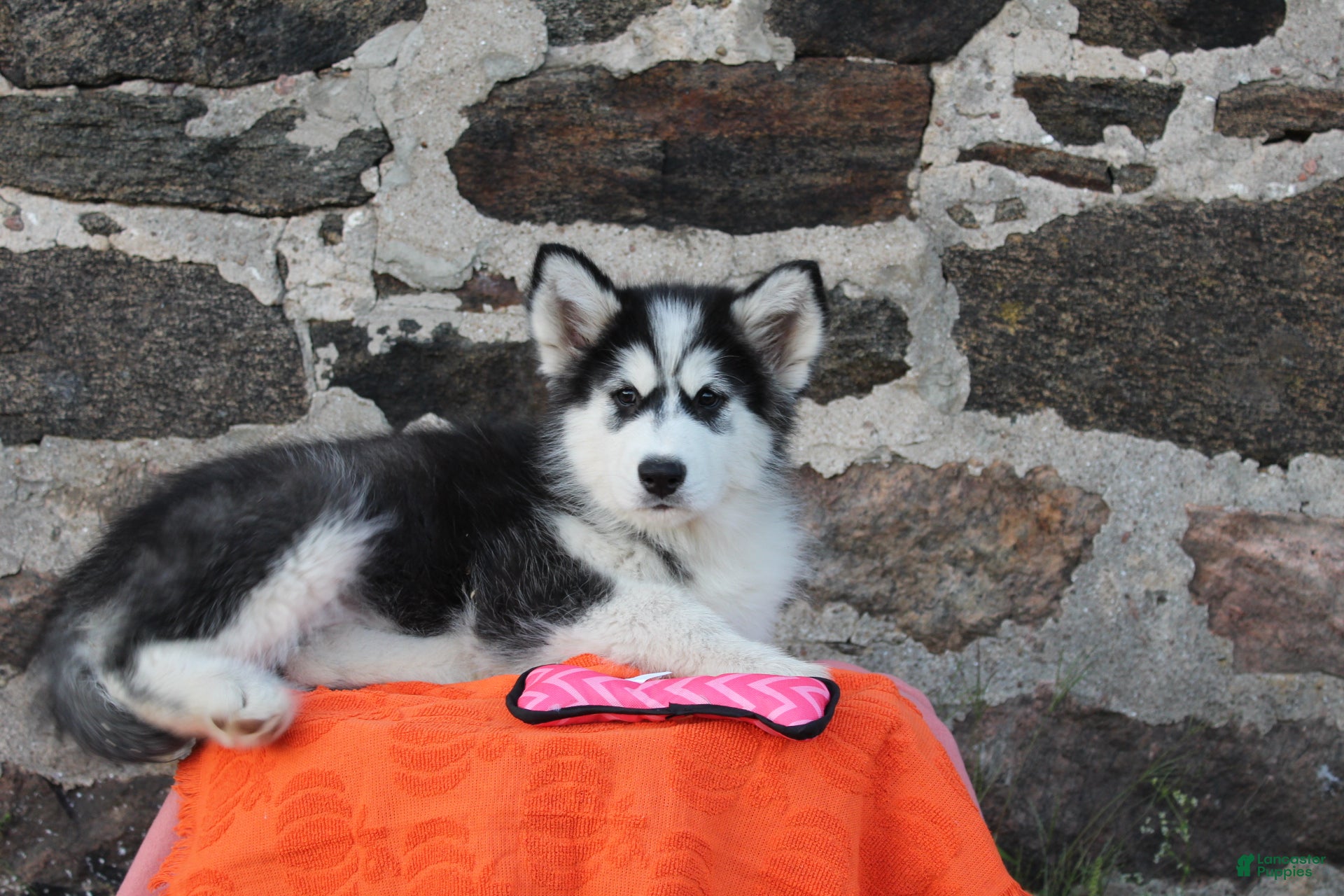 Alaskan Malamute dogs Cascade - Ad 1