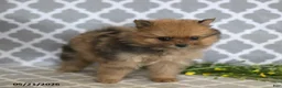 Pomeranian dogs for sale: Mindy - Ad 4