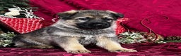 German Shepherd dogs for sale: Oakley - Ad 4