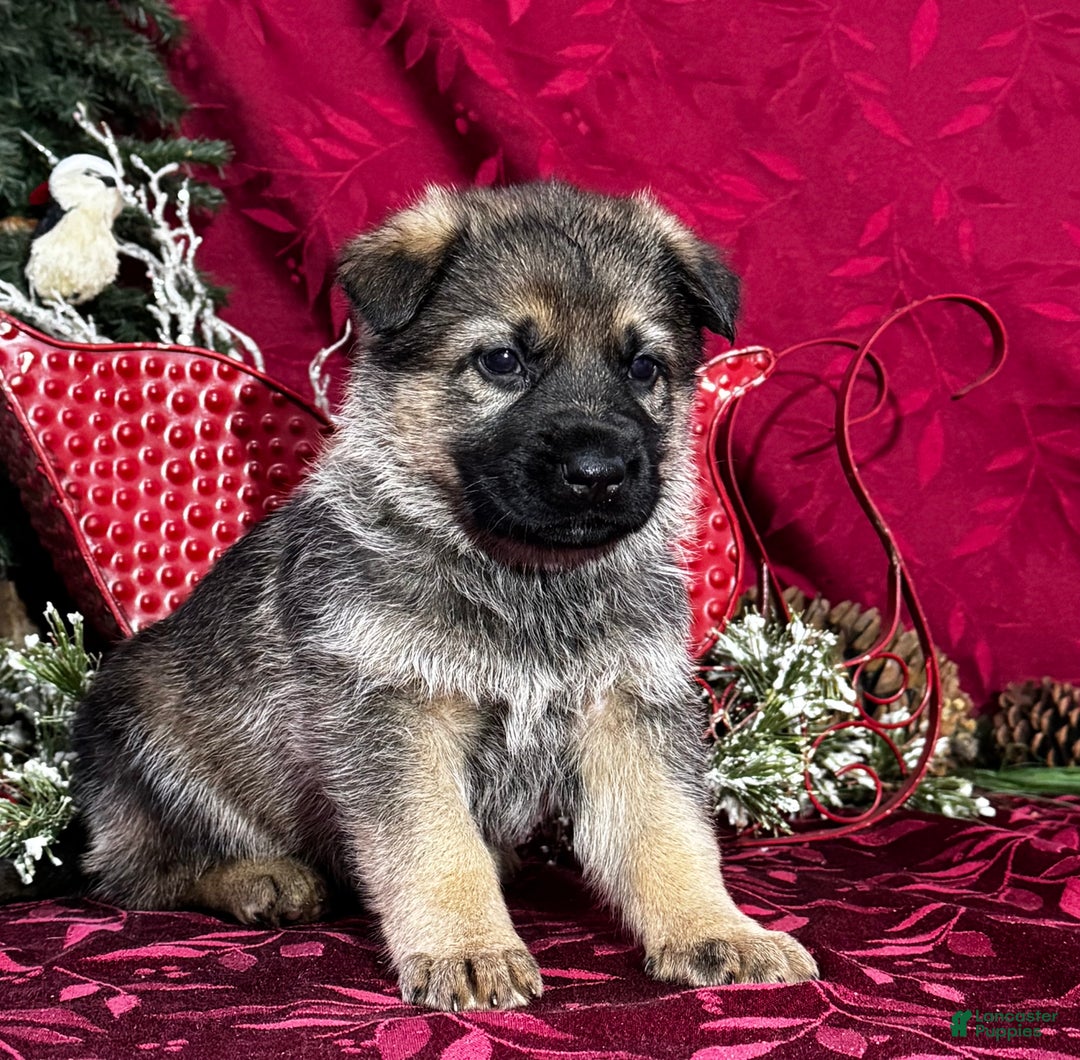 German Shepherd dogs for sale: Oakley - Ad 4