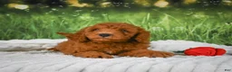 Mini Goldendoodle dogs for sale: Chase - Ad 9