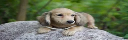 Miniature Dachshund dogs for sale: Miniature Dachshund Isaac - Ad 2