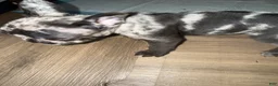 French Bulldog dogs for sale: French Bulldog 2 - Ad 3