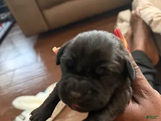 Cane Corso dogs Cane Corso Puppy 5 - Ad 41