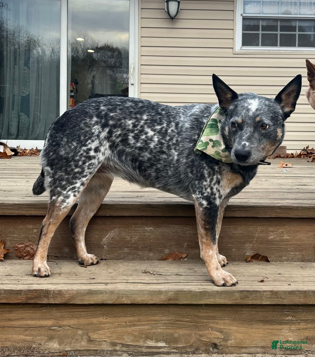 Gallery Image {{count}}