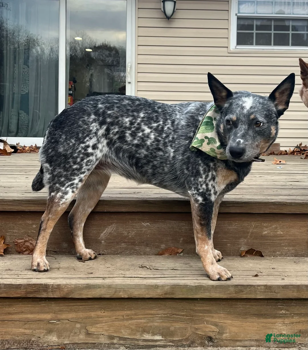 Gallery Image {{count}}