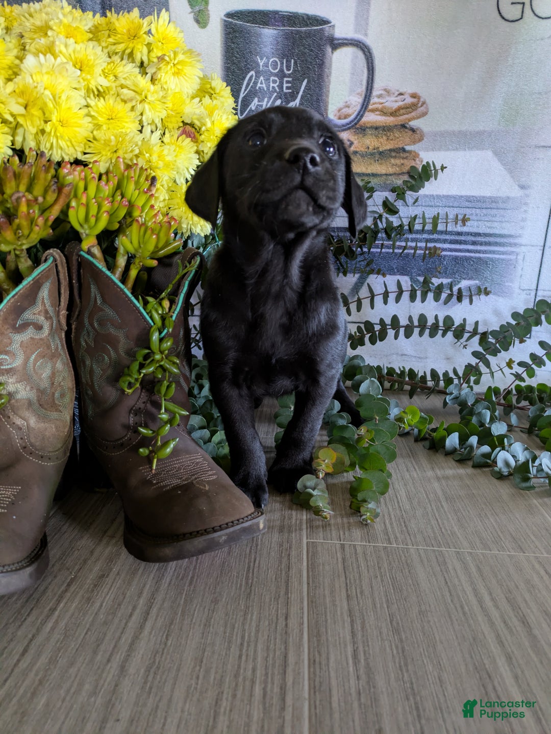 Labrador Retriever dogs for sale: Sammy - Ad 1