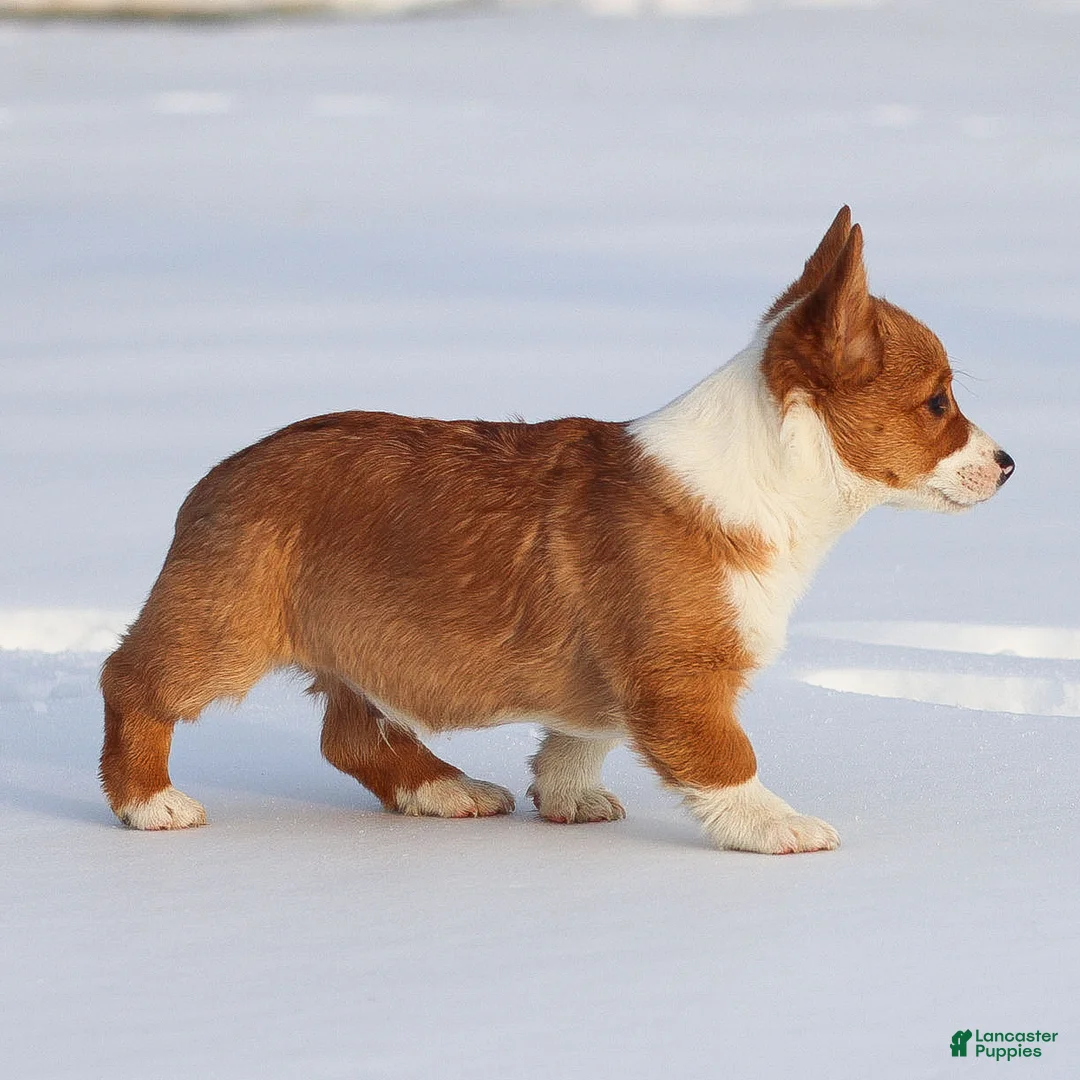 Welsh Corgi Pembroke dogs for sale: Kadin Welsh Corgi Pembroke - Ad 13