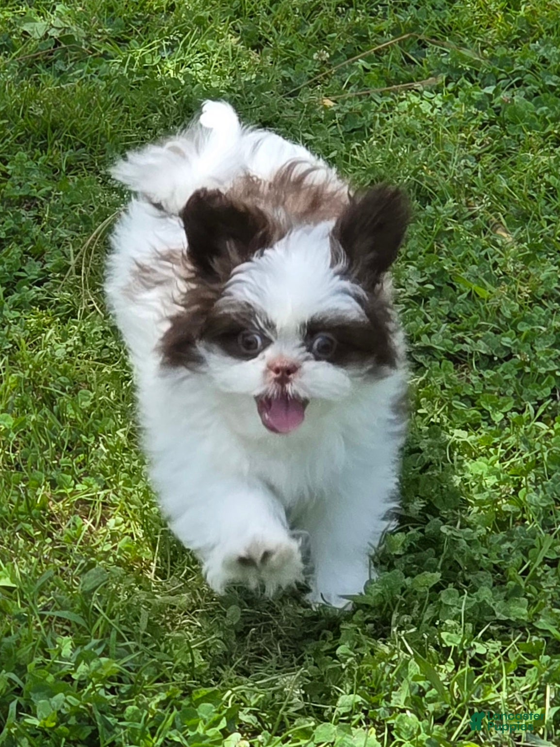Shih Tzu dogs Shih Tzu Puppy 1 - Ad 5