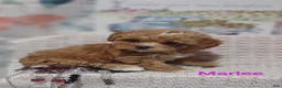Shihpoo dogs for sale: Shihpoo Puppy 7 Marlee - Ad 7