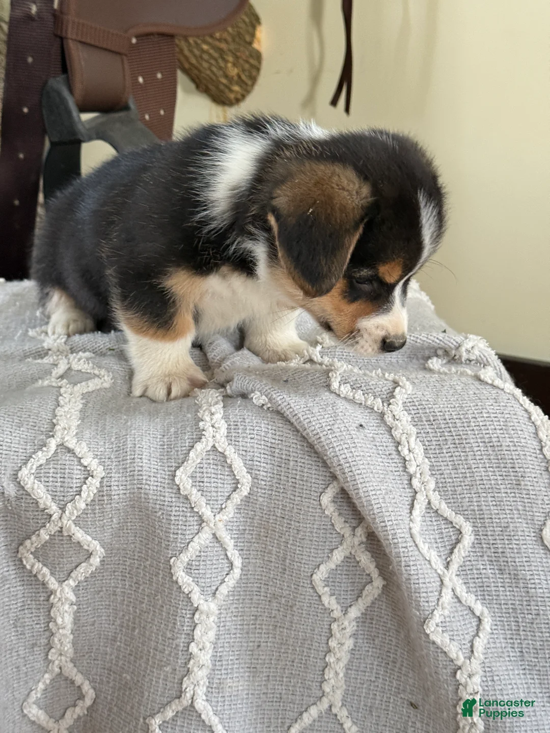 Welsh Corgi Pembroke dogs for sale: Fudge - Ad 5