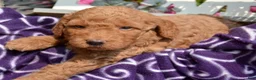 Mini Goldendoodle dogs for sale: Duncan Mini Goldendoodle 1 - Ad 6