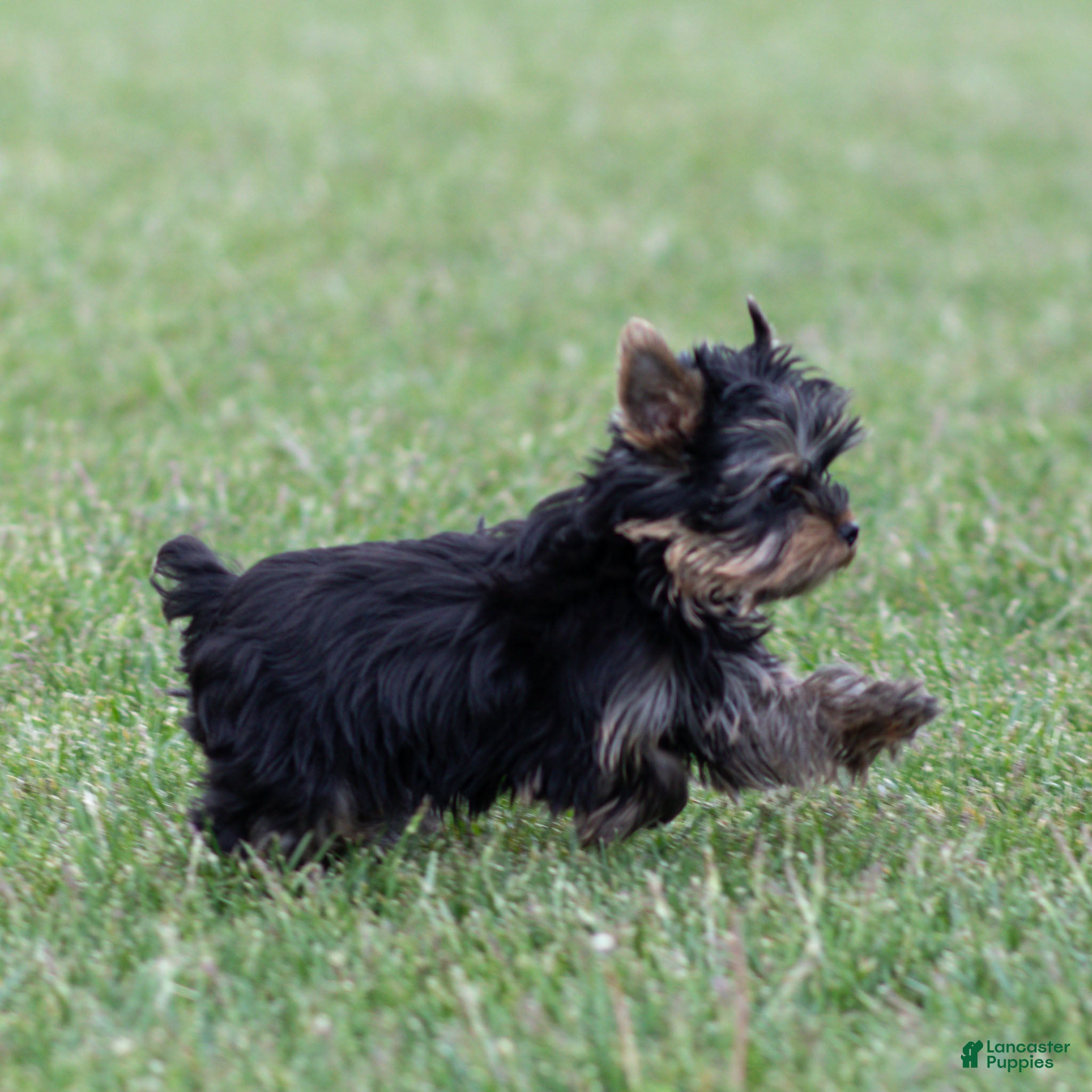 Yorkshire Terrier dogs Willy Yorkshire Terrier Puppy  - Ad 2