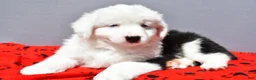 Miniature Australian Shepherd dogs for sale: Snickers - Ad 4