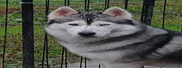 Bon