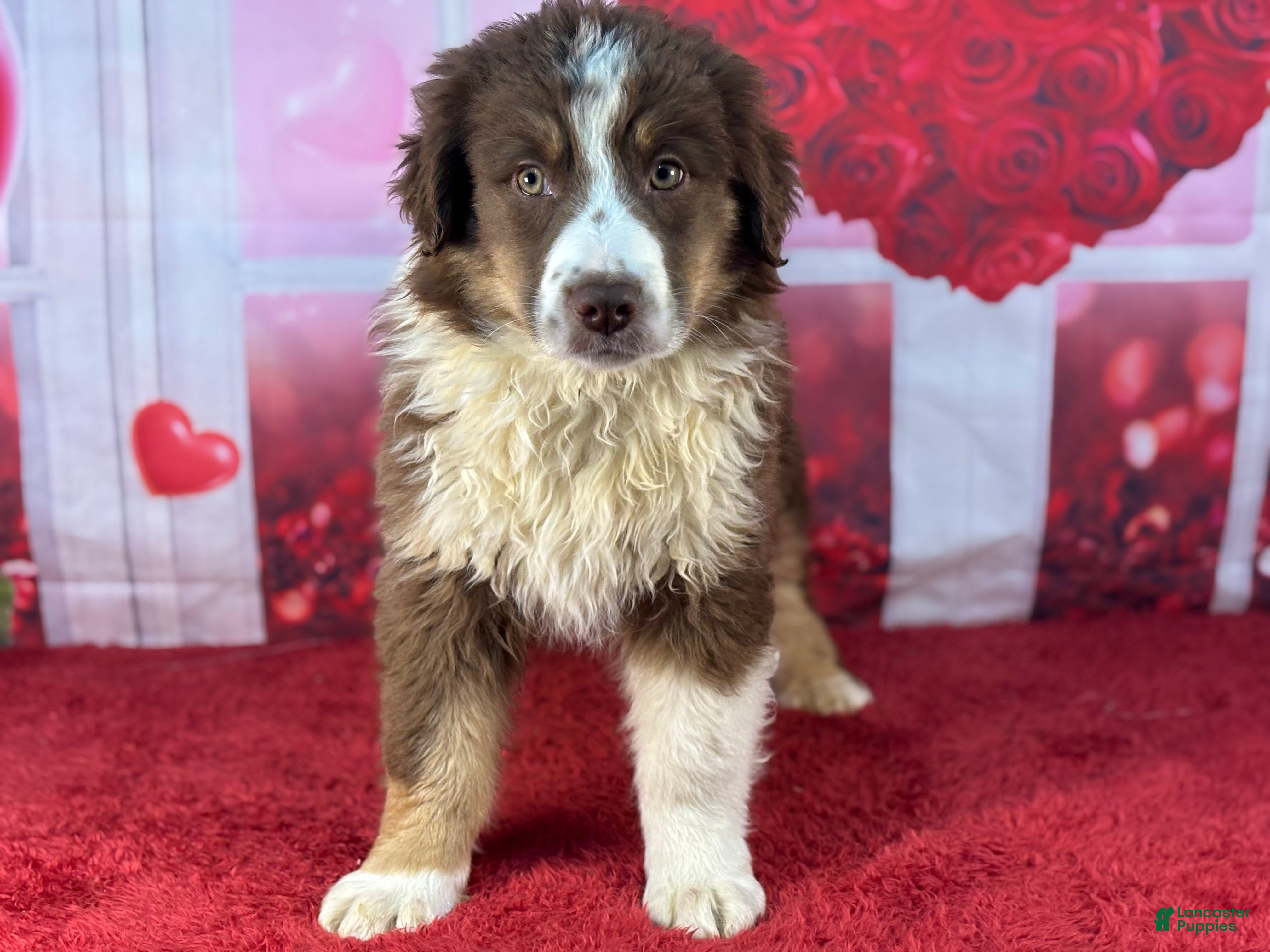 Miniature Australian Shepherd dogs Daniel - Ad 13