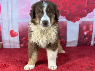 Miniature Australian Shepherd dogs Daniel - Ad 13
