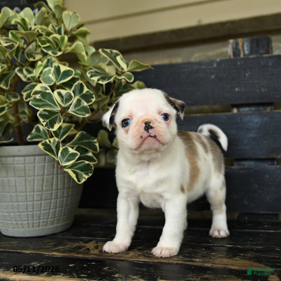 Pug dogs for sale: Fufu - Ad 2