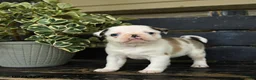 Pug dogs for sale: Fufu - Ad 1