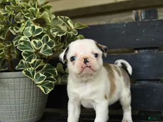 Pug dogs for sale: Fufu - Ad 2