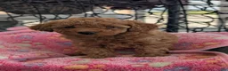Toy Poodle dogs for sale: Vera  - Ad 8