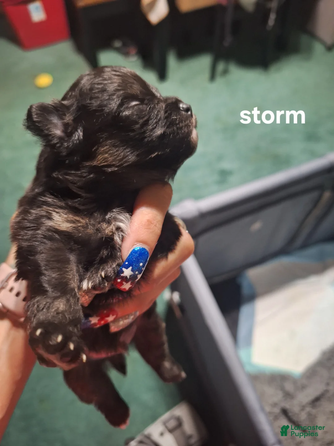Pomeranian dogs for sale: Storm - Ad 1