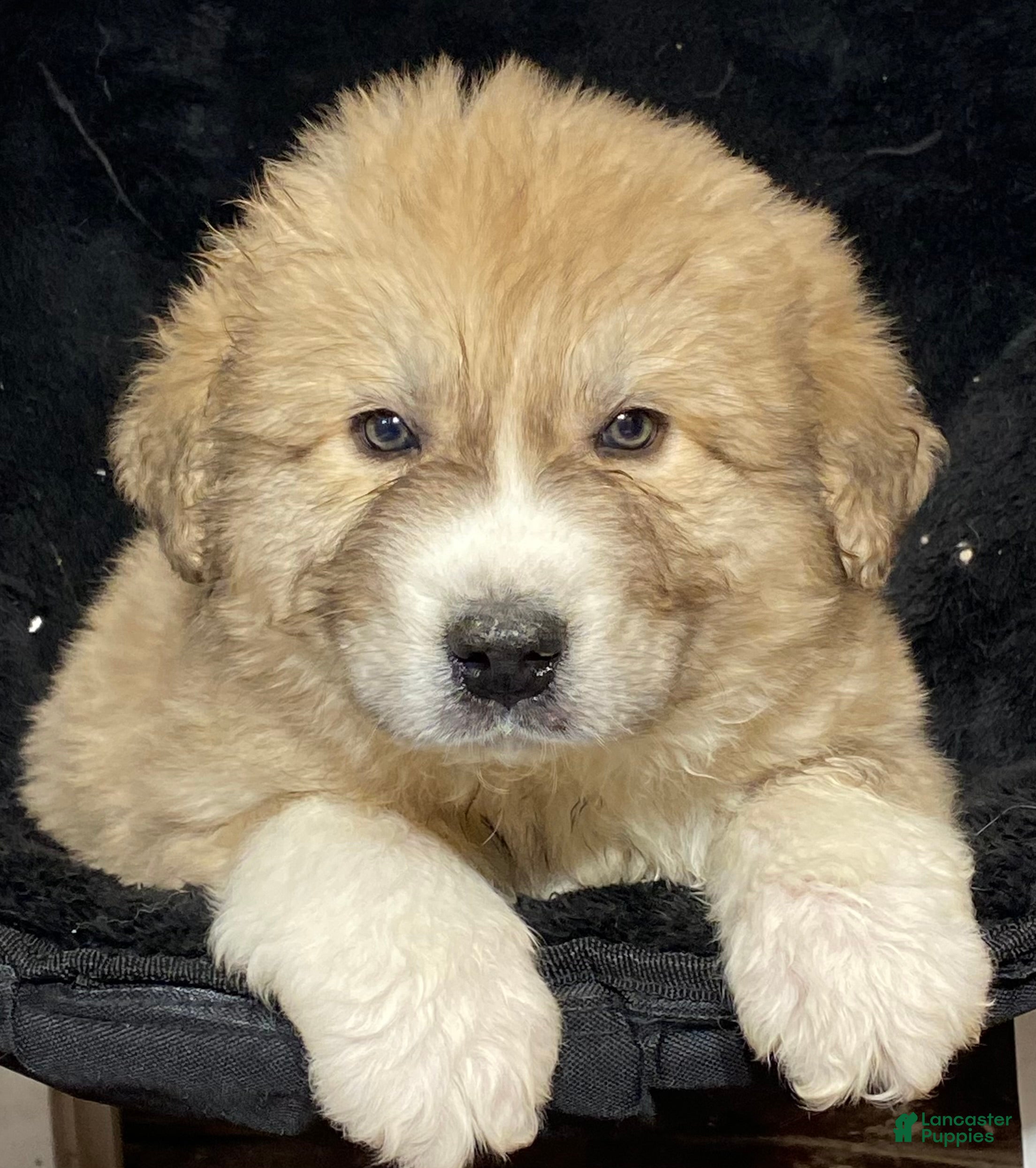 Great Pyrenees dogs Gilbert - Ad 28
