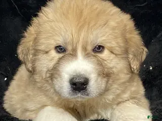 Great Pyrenees dogs Gilbert - Ad 33