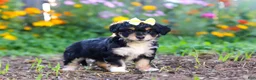 Mixed Breed dogs for sale: Pumpkin - Ad 5