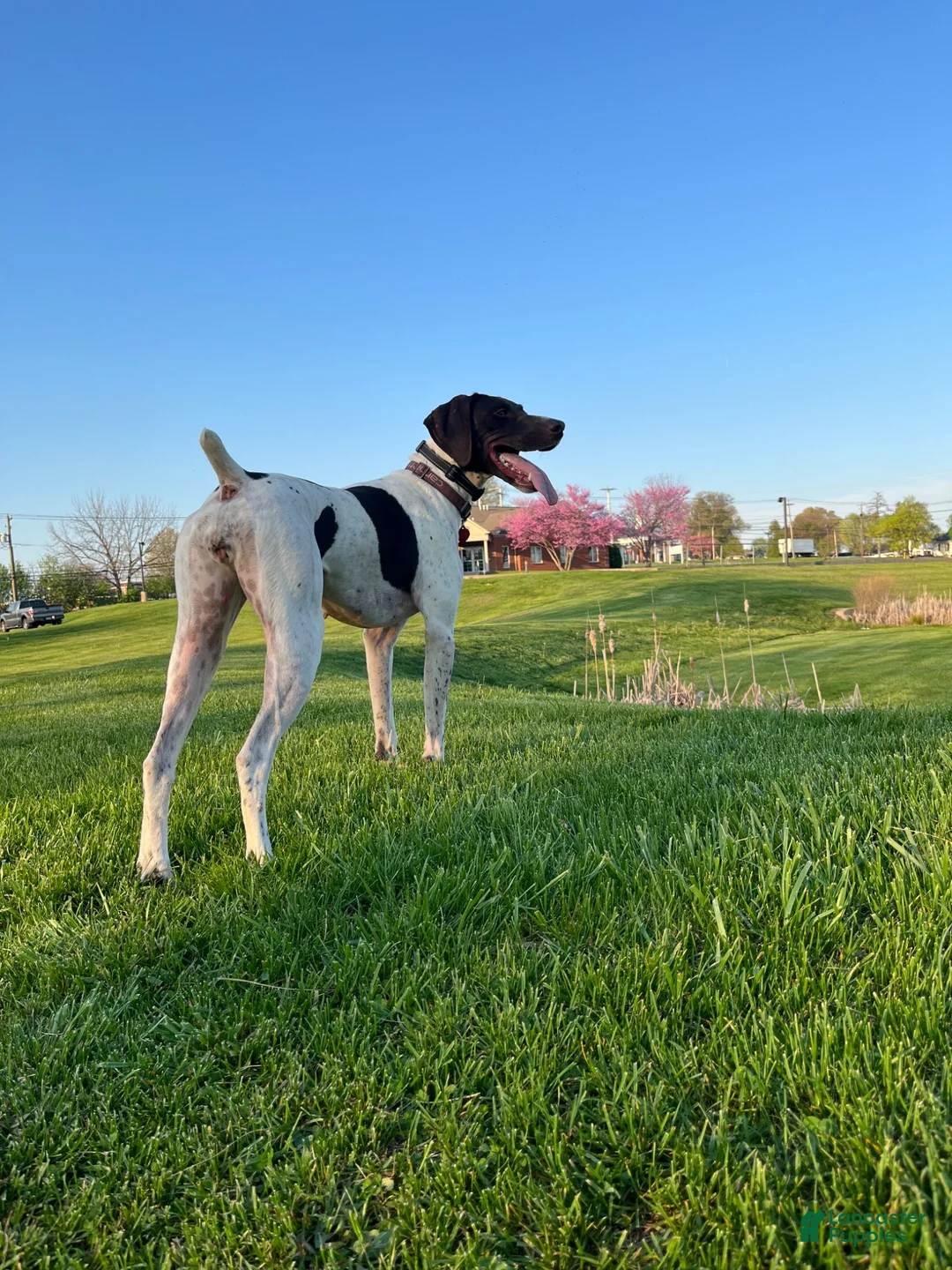 German Shorthaired Pointer dogs for sale: Piper - Ad 2