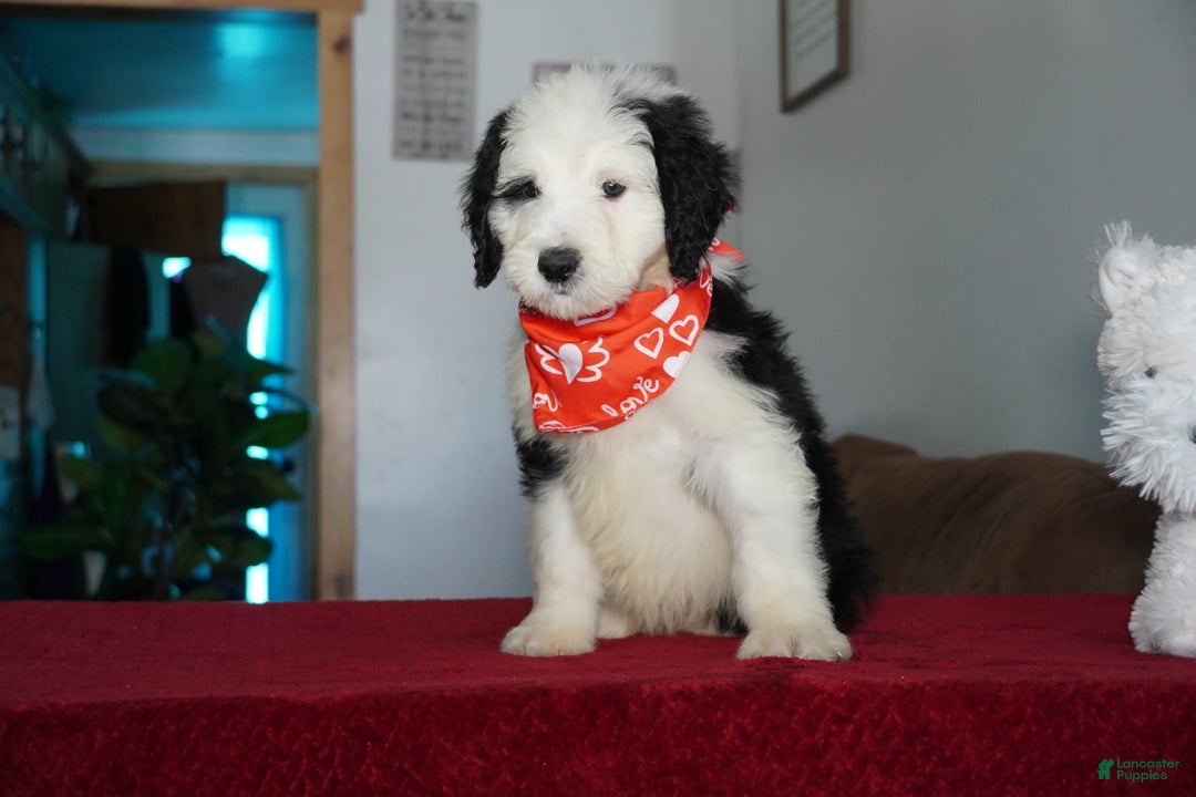 Sheepadoodle dogs for sale: Ringo - Ad 2