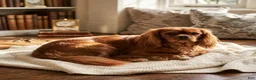 Cavalier King Charles Spaniel dogs for sale: Daisy - Ad 7