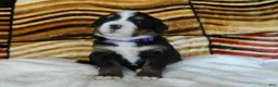 Bernese Mountain Dog dogs for sale: Barbie - Ad 3