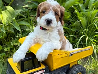 Goldendoodle dogs for sale: Anson - Ad 3