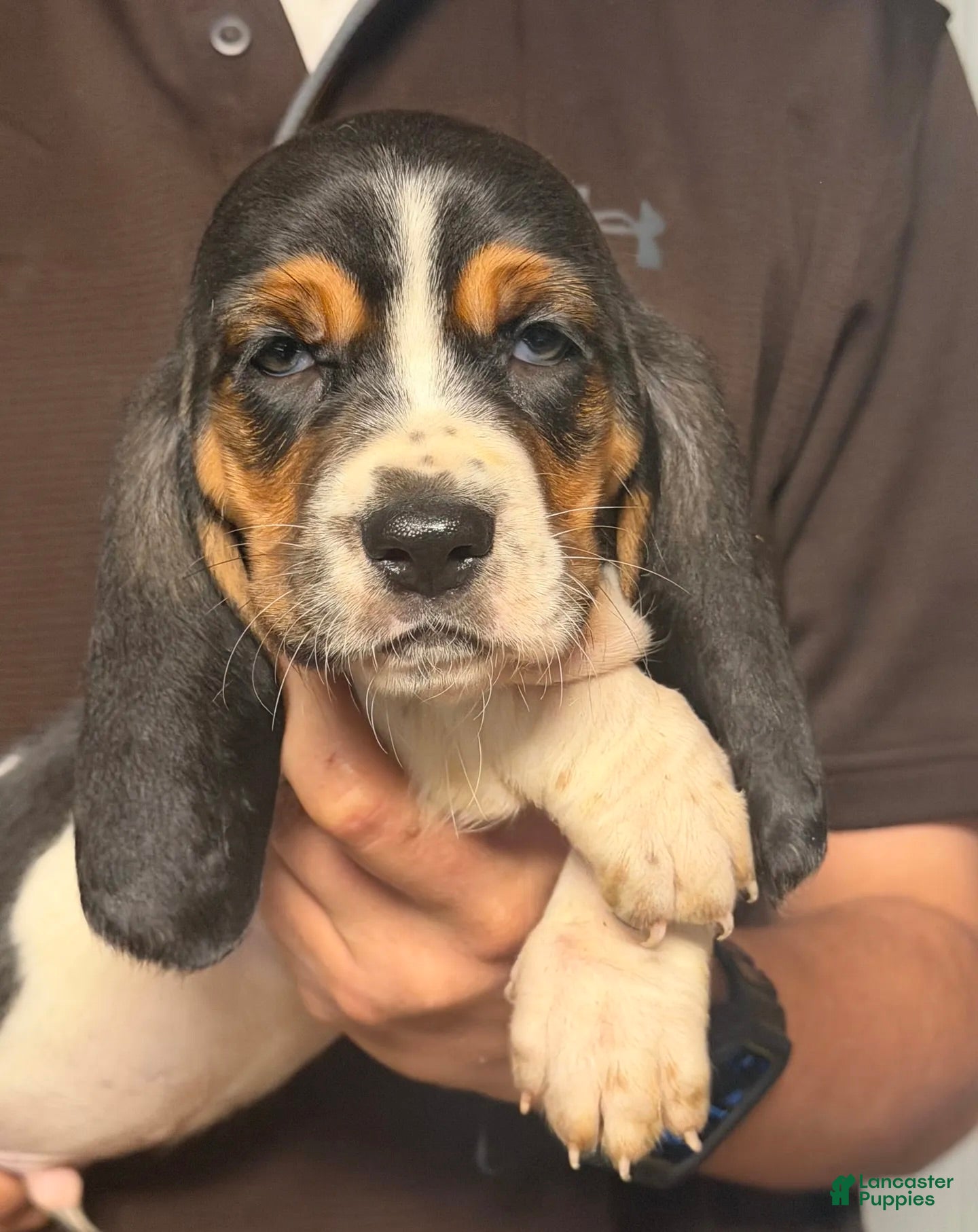 Basset Hound dogs Greg Boy - Ad 2