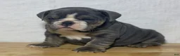 English Bulldog dogs for sale: Millie - Ad 2