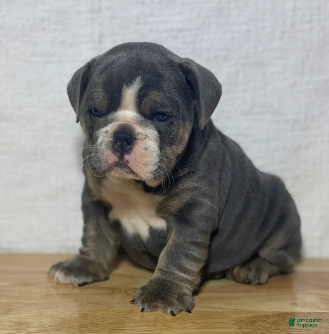 English Bulldog dogs for sale: Millie - Ad 2