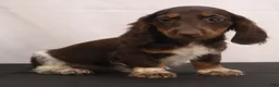 Dachshund dogs for sale: billy - Ad 3