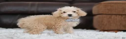 Schnoodle dogs for sale: Bruno - Ad 4