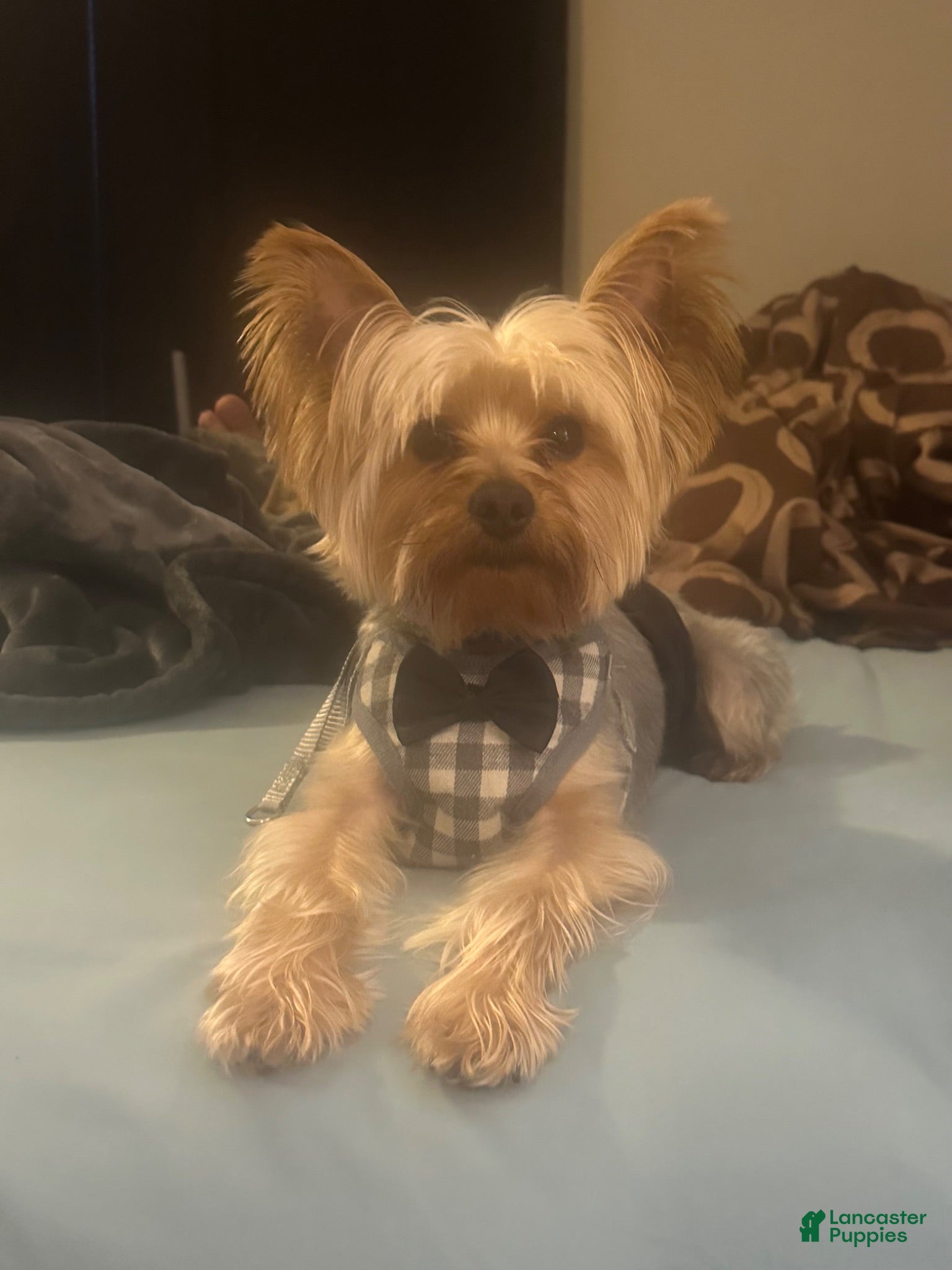 Yorkshire Terrier dogs AKC Registered Purebred Male Yorkie – 4 Years Old - Ad 12