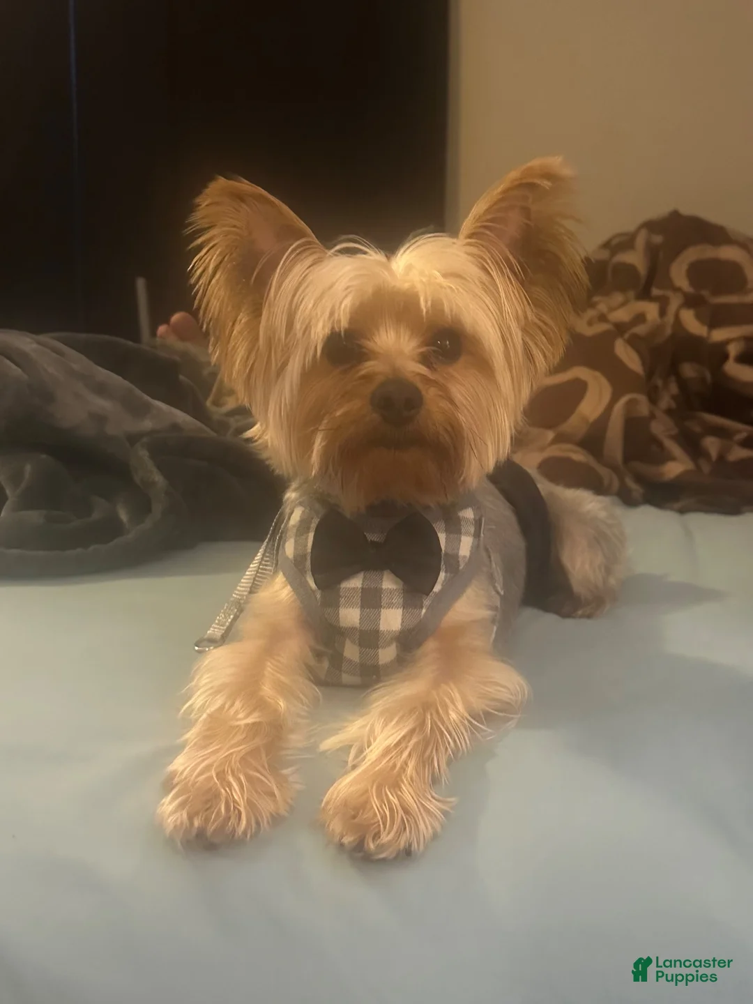 Yorkshire Terrier dogs for stud: AKC Registered Purebred Male Yorkie – 4 Years Old - Ad 1